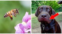 Chiens, chats : découvrez les premiers gestes de secours en cas de piqûre d'abeille !