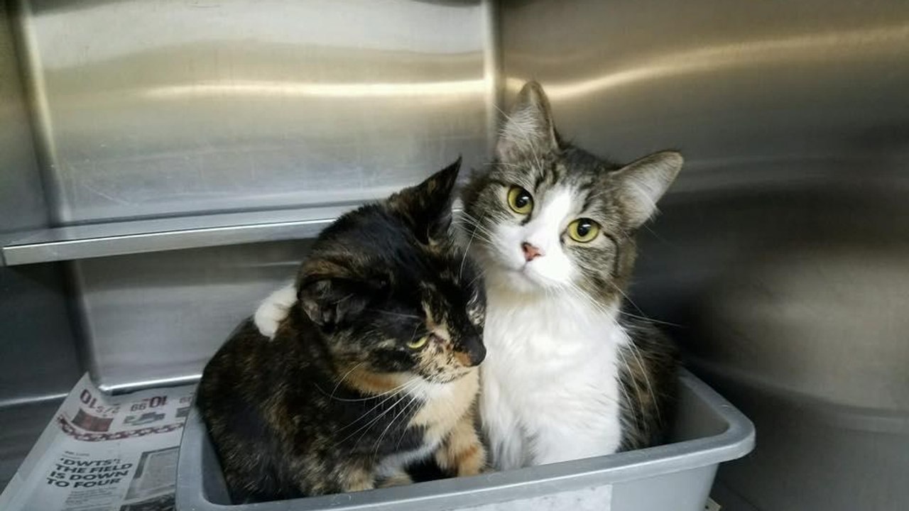 Une femme adopte ces 2 chattes devenues inséparables au refuge