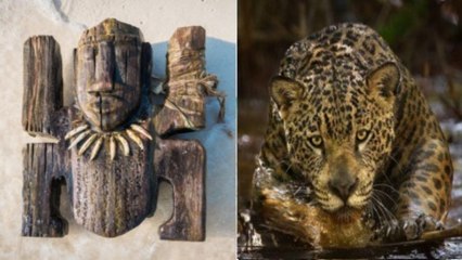 Koh-Lanta : voilà le secret des cameramans pour réaliser d'aussi beaux plans des animaux sauvages