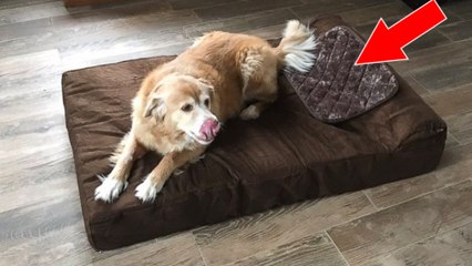 Ce chien adore son nouveau mini coussin !