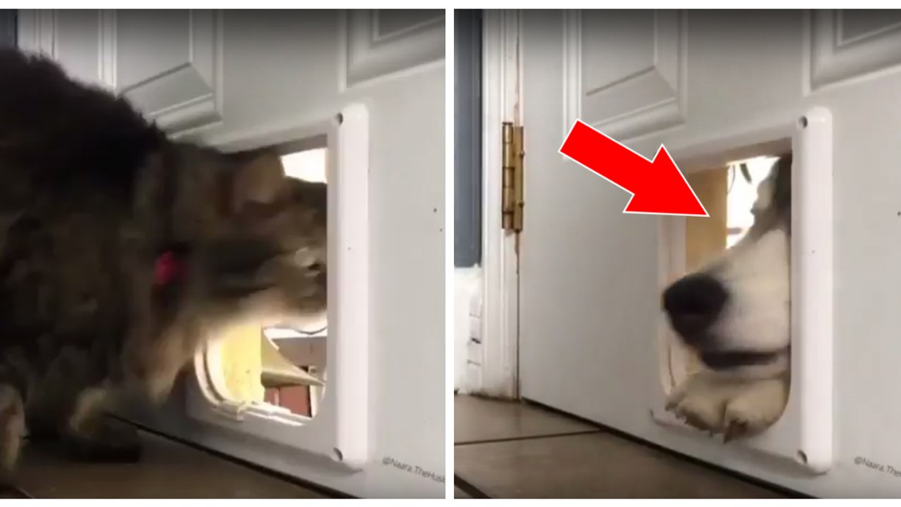 Cette chienne essaie de suivre son ami félin en passant par la chatière !