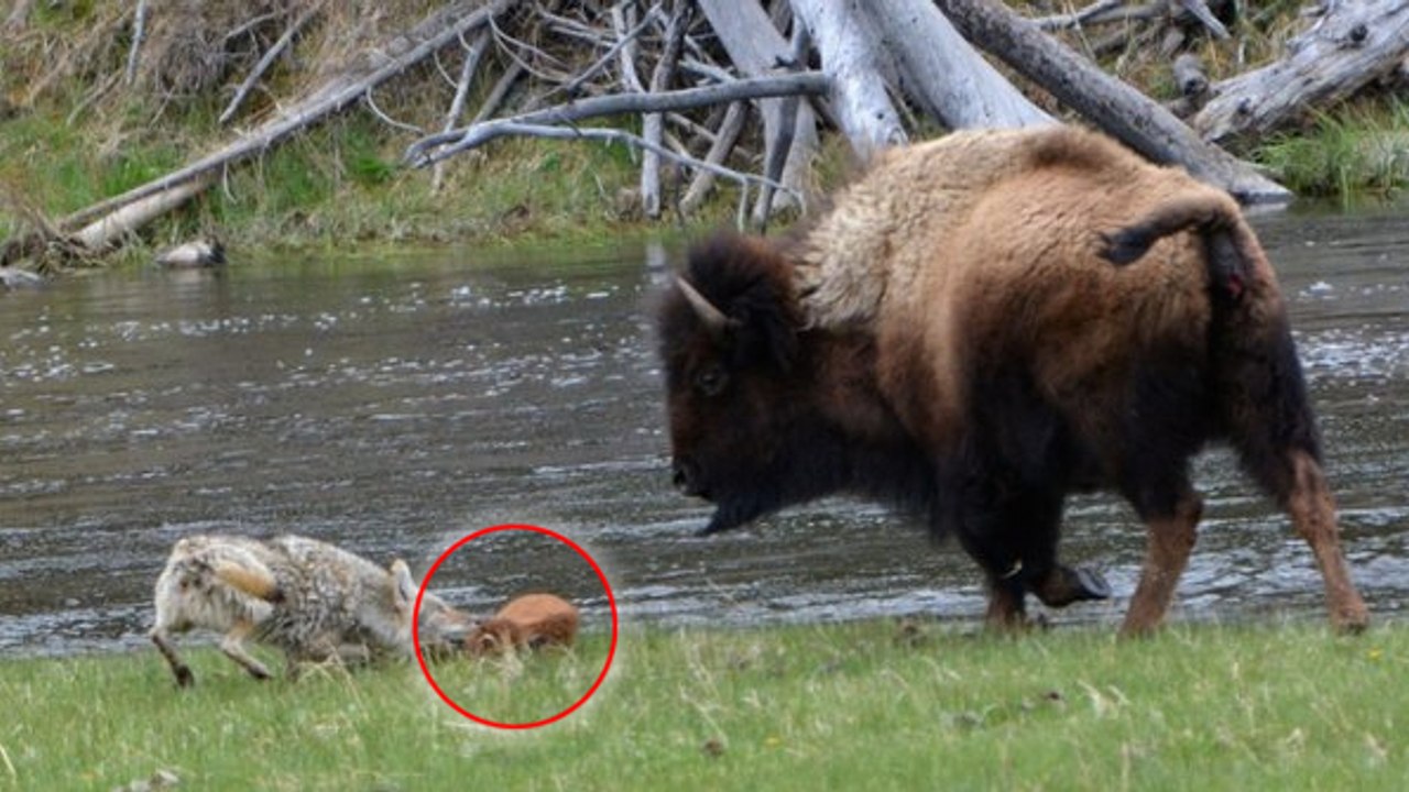 Une femelle bison protège son petit de l'attaque d'un coyote affamé