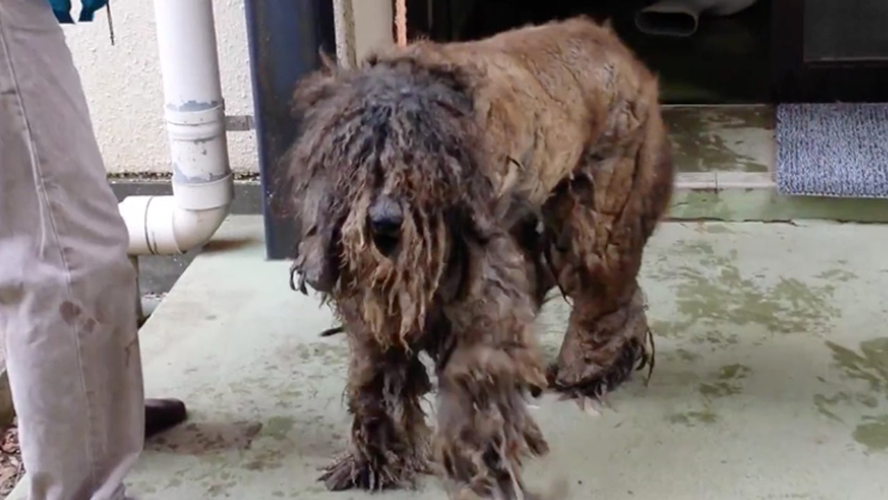 Négligé et recouvert de poils crasseux, ce chien s'est transformé après un passage chez le toiletteur