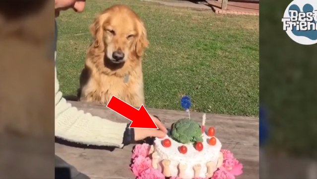 Ce chien n'aime pas qu'on touche à son gâteau d'anniversaire !