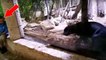 La vidéo d'une panthère noire en captivité dans un aquarium choque les amis des bêtes