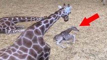 Naissance d'un bébé girafe exceptionnel au Safari Parc de Woburn en Angleterre