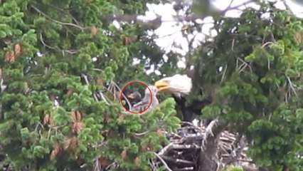 Un bébé faucon s'invite dans le nid d'une famille d'aigles pycargues à tête blanche