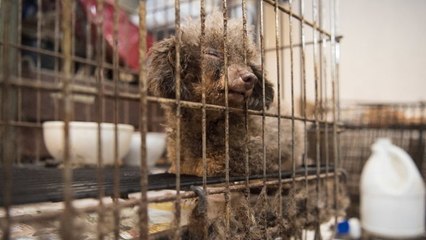 Enfermée depuis toujours dans une cage, cette chienne va enfin connaître la liberté