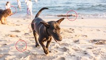 Vacances à la mer : attention aux dangers de la plage pour votre chien !