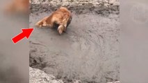 Ce chien adore se rouler dans la boue sous les yeux de son ami canin
