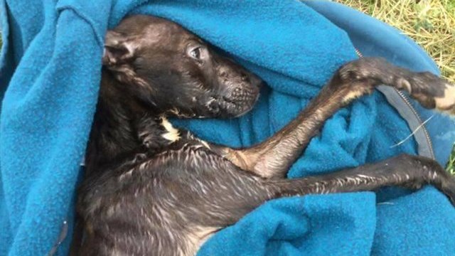 Abandonné dans une poubelle, ce pauvre chiot n'avait plus que la peau sur les os