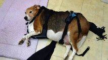 Ce Beagle obèse a retrouvé la forme grâce aux propriétaires d'une boulangerie pour chiens