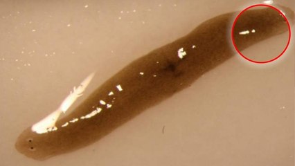 Envoyé dans l'espace, ce ver plat revient sur Terre avec 2 têtes !