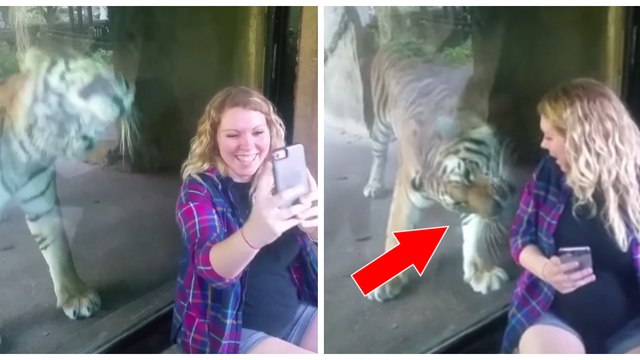 Un tigre se met à câliner le ventre d'une femme enceinte à travers la vitre de son enclos