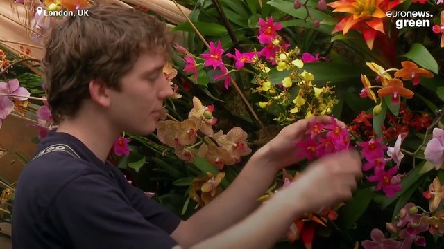 Orchidmania: Kew's festival shows the fragility of our most highly prized flower