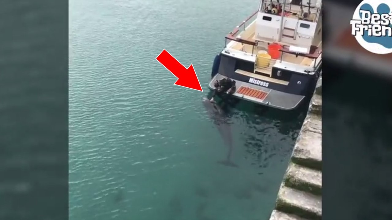 Un dauphin se laisse caresser par une plongeuse sous les yeux d'une photographe