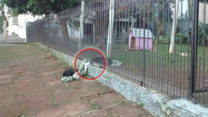 Sauvée de la rue, une chienne partage sa couverture avec un autre chien errant