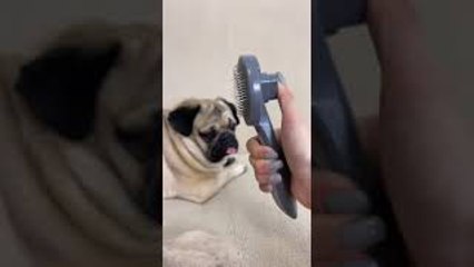 Making a Pug Hair Hat