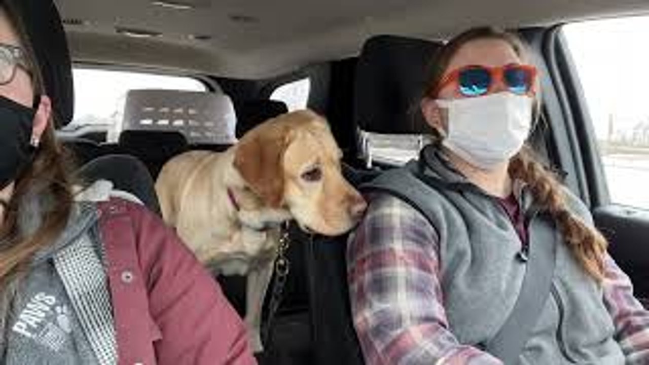 Siren Practice for Service Dog
