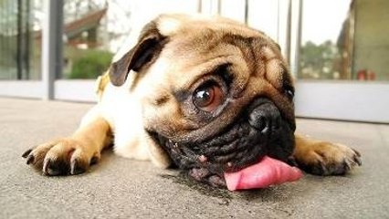 Canicule : le bitume trop brûlant est dangereux pour vos animaux