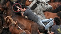 Rapa das Bestas : des centaines de chevaux sauvagement rasés pour honorer la coutume espagnole