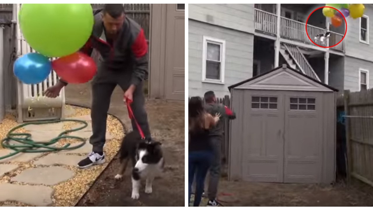 Pour s'amuser, il fait voler sa chienne en l'attachant à des ballons gonflés à l'hélium !