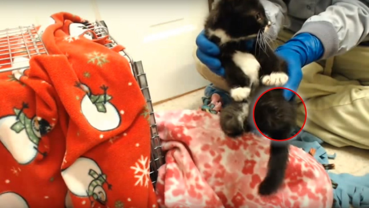 Amputé des pattes arrière, ce chaton a finalement pu apprendre à marcher