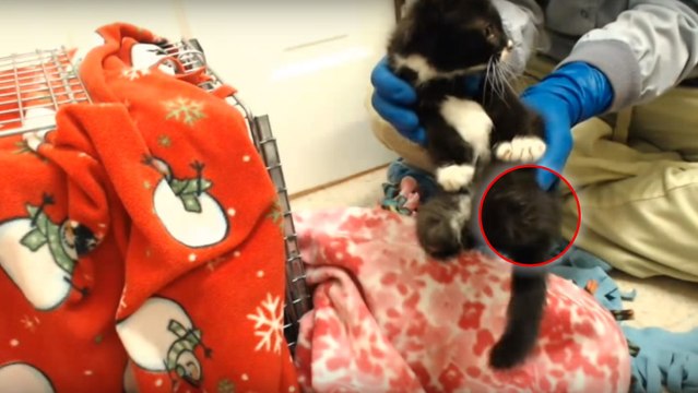 Amputé des pattes arrière, ce chaton a finalement pu apprendre à marcher