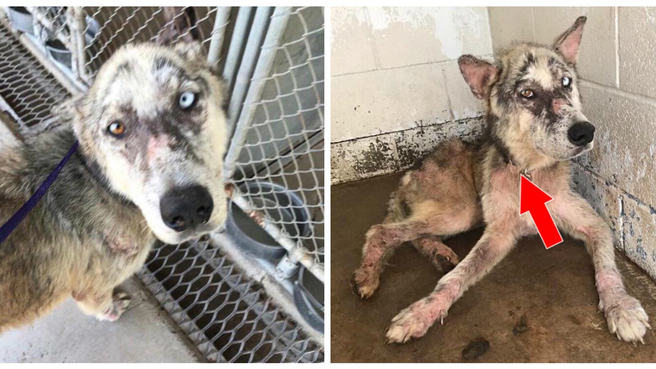 Abandonné avec son collier, ce chien gravement...