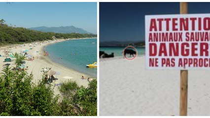 Des dizaines de vaches sauvages envahissent les plages corses !