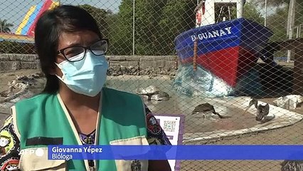 Cuidados Intensivos a 11 Pinguins Humboldt 🐧