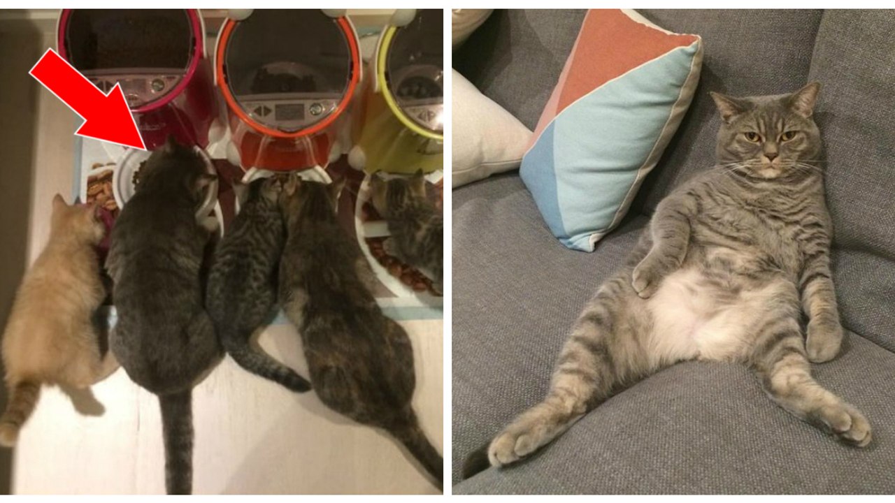Un couple trouve une astuce originale pour faire maigrir leur chat