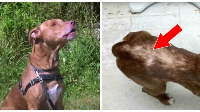 Pour avoir maltraité son chien, le juge la condamne à passer 8h au milieu des ordures !