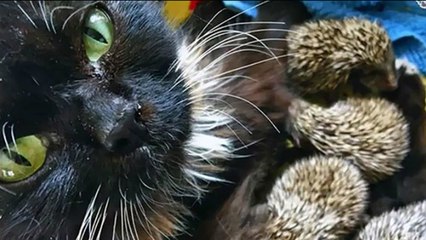 Une chatte adopte 8 bébés hérissons orphelins