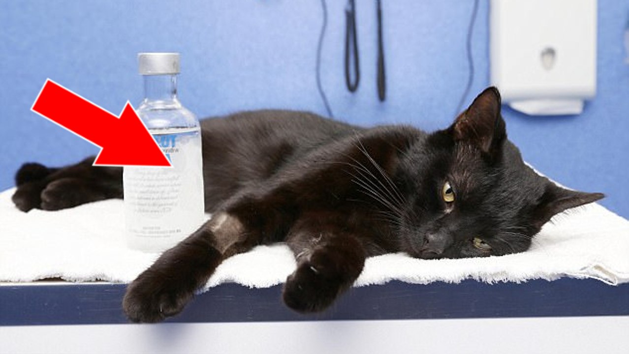 Un vétérinaire sauve un chat empoisonné à l'antigel... avec de la vodka !