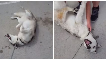 Ce Husky pique une crise quand ses maîtres veulent le ramener à la maison