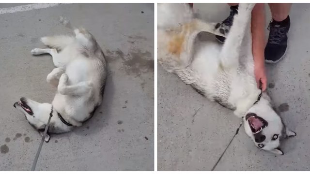 Ce Husky pique une crise quand ses maîtres veulent le ramener à la maison