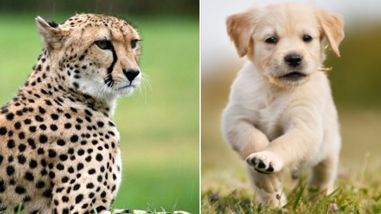 Un parc zoologique place des guépards et des chiens ensemble... Le but ? Attendez de voir !