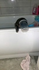 Cat Gets Stuck Inside Bathtub Toy