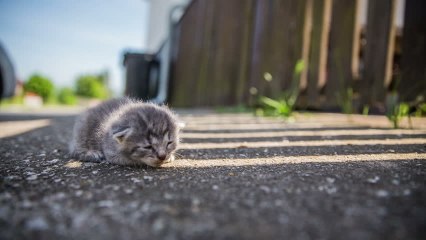 Chat, chien : découvrez les premiers gestes qui sauvent si vous trouvez un bébé abandonné