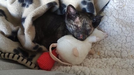 Des voisins sauvent un chaton brûlé et piégé dans un incendie