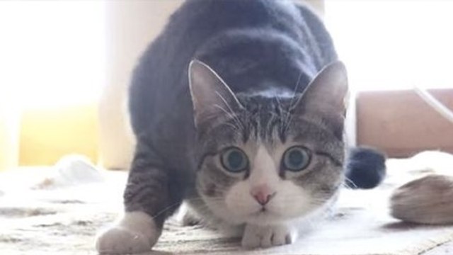 On sait enfin pourquoi les chats remuent leur arrière-train lorsqu'ils épient quelqu'un ou quelque chose...