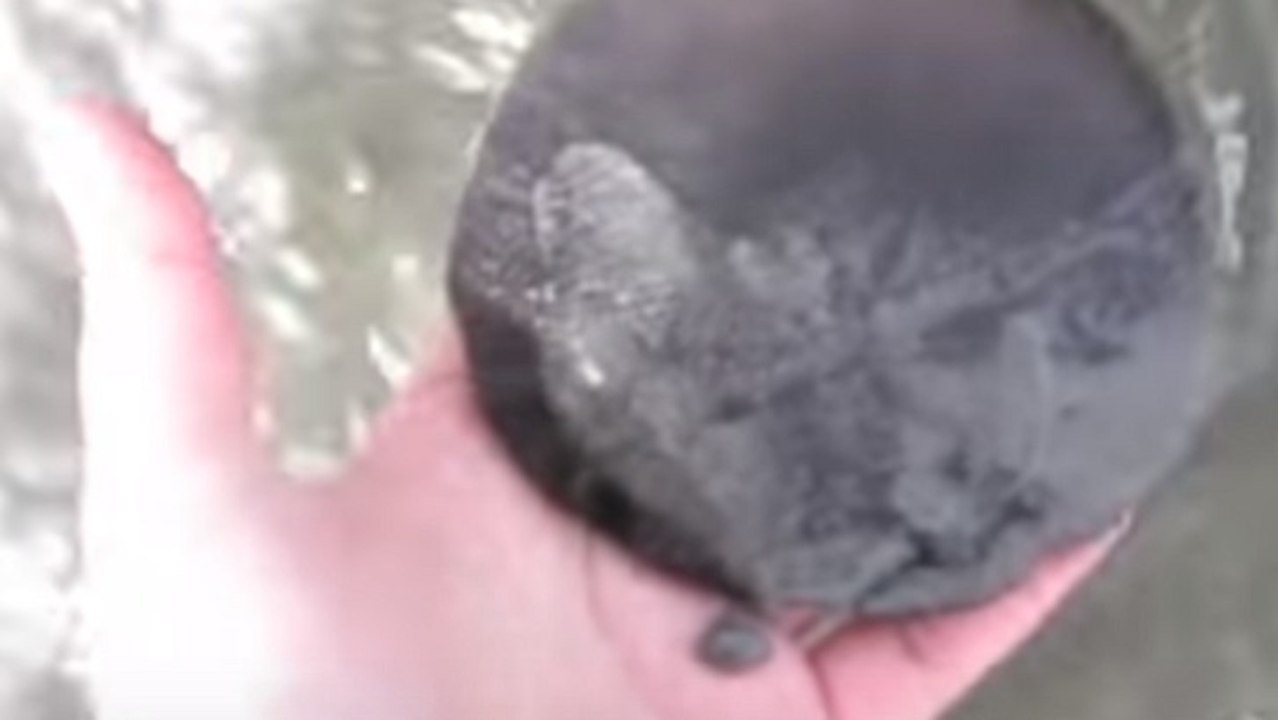 Dollar de sable : une espèce encore méconnue que vous pouvez trouver sur la plage cet été