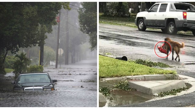 Tempête Harvey : un chien aperçu errant dans les rues inondées avec son sac de croquettes dans la gueule