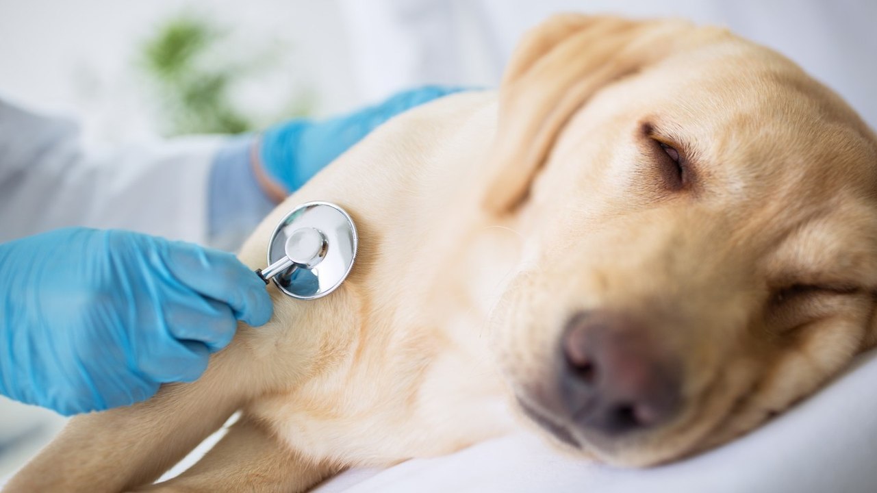 Sachets absorbeurs d'oxygène : petits mais très dangereux pour les animaux !