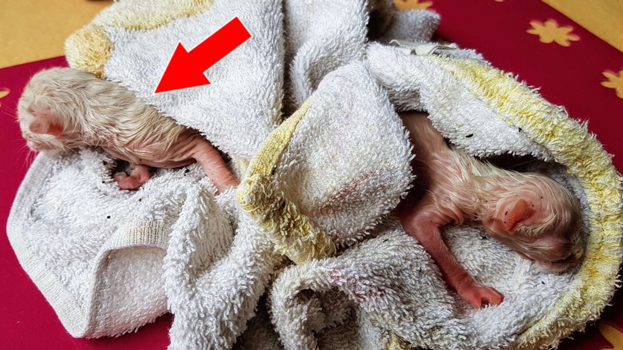 Un homme découvre 2 minuscules chatons nouveaux-nés abandonnés sur son toit