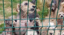 30 Millions d'Amis : la fondation découvre plus d'une soixantaine d'animaux maltraités