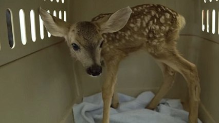 Un homme kidnappe un faon pour l'emmener dans un bar !