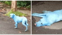 En Inde, des chiens bleus envahissent les rues de Mombai