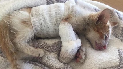 Percuté par un chariot élévateur, ce chaton s'accroche à la vie grâce à ses sauveurs